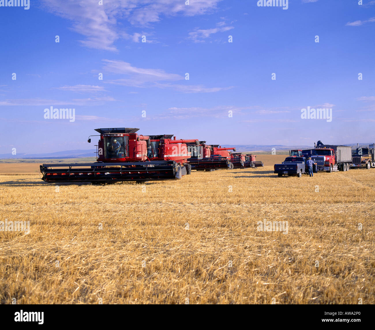 KOMBINATION VON HARTEN RED SOMMERWEIZEN MIT CASE IH 2188 MIT HEADROW MONTANA Stockfoto