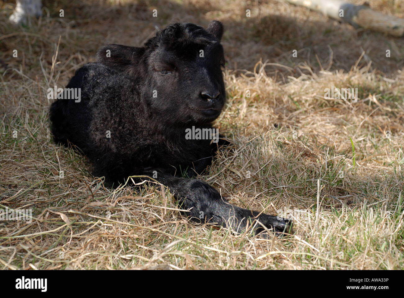 Kleines Schwarzes Lamm im Gras Stockfoto