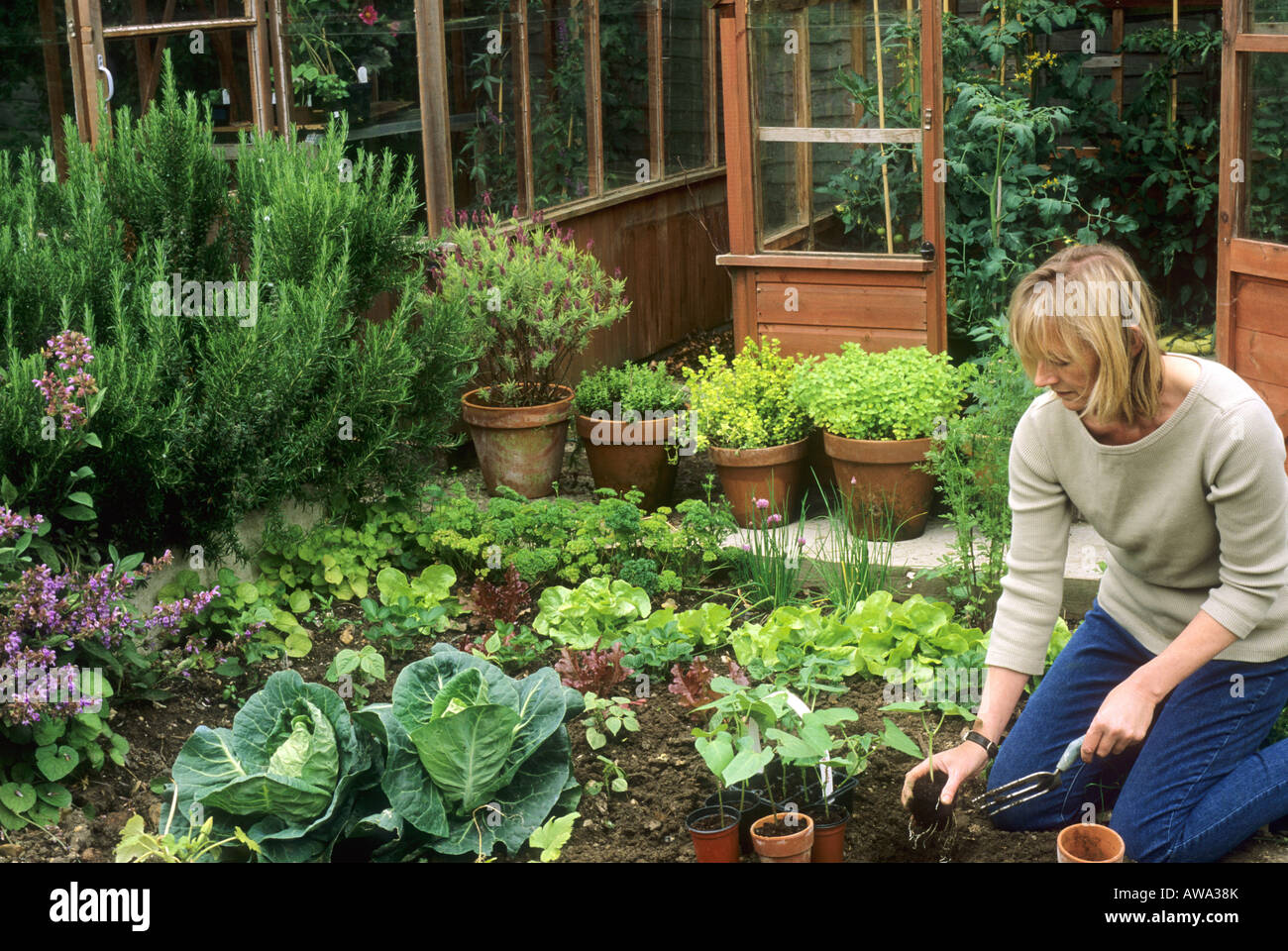 Frau pflanzt Französisch Bohnen kleine Kraut Gemüse Gemüse Garten  Gewächshauspflanzen Garten praktische Pflanze Bohne gesunde Ernährung  Stockfotografie - Alamy