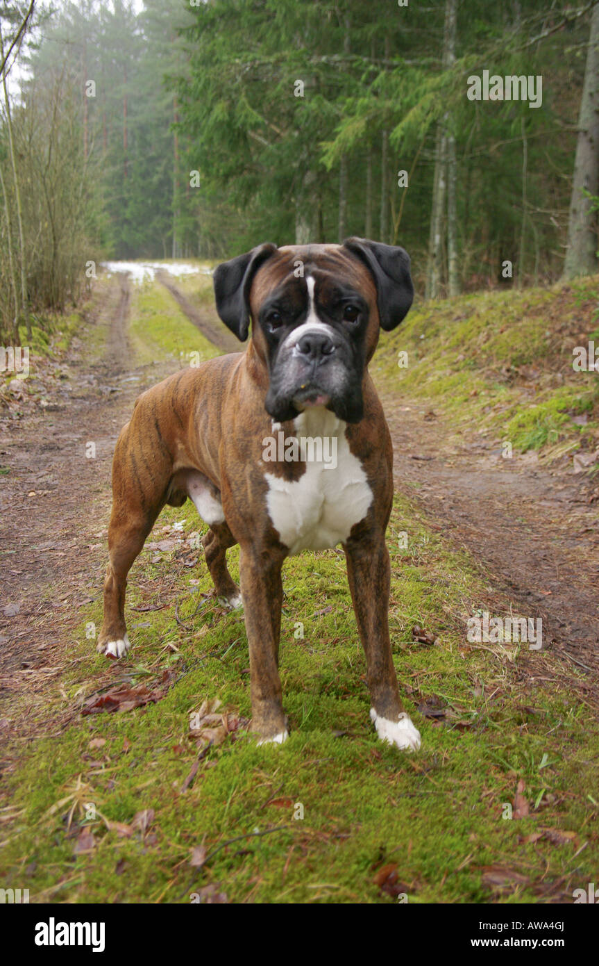 Boxer im Wald Stockfoto