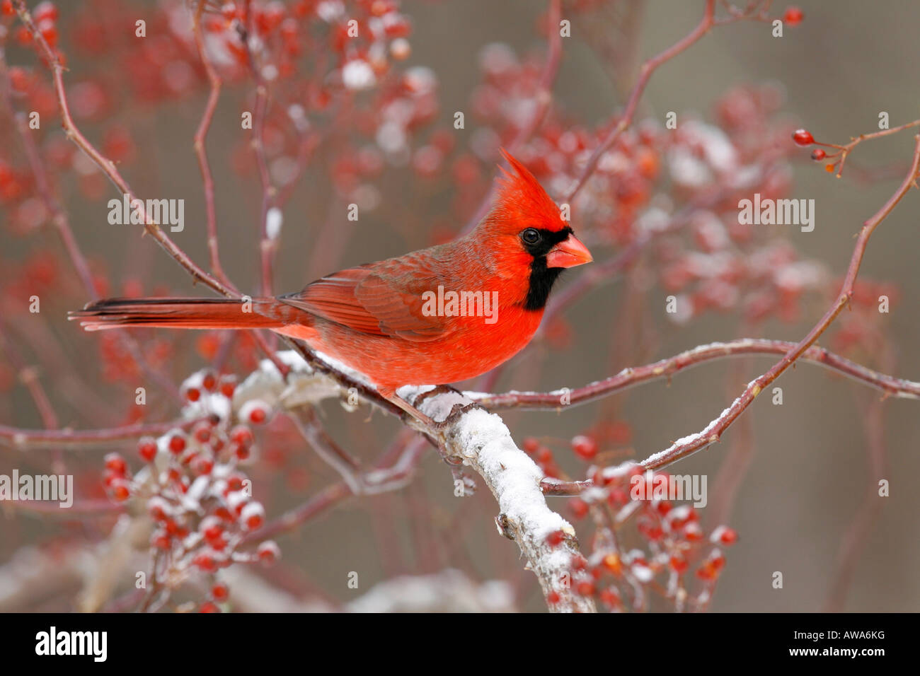 Nördlichen Cardinal, thront in Multiflora Rose Beeren mit Schnee Stockfoto