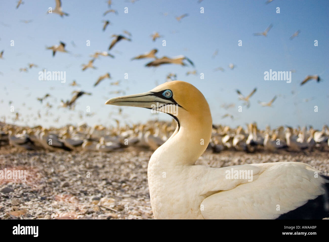 Begegnung mit einem Cape Gannet auf Bird Island, Lamberts Bay, Südafrika Stockfoto