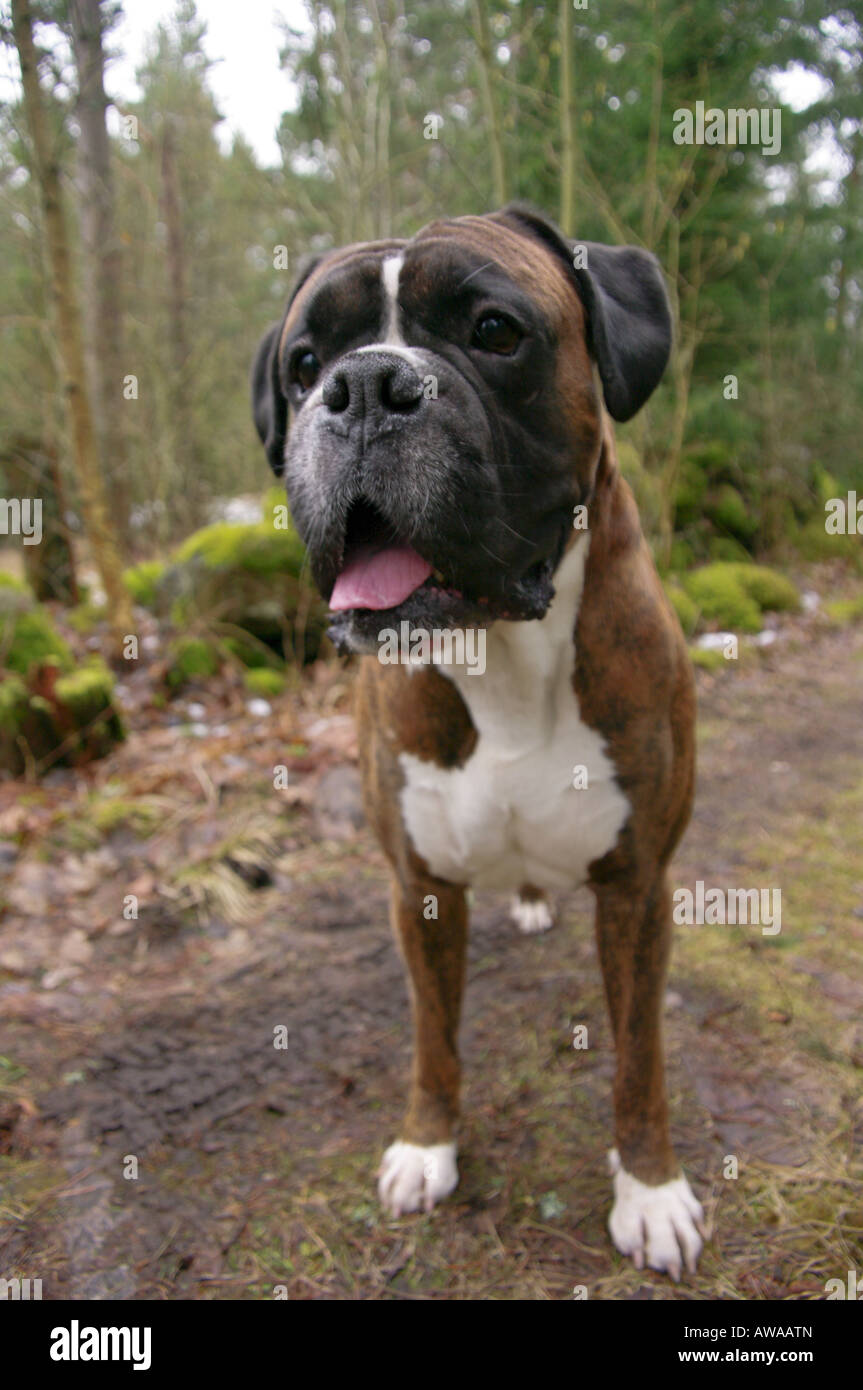Boxer-Blick Stockfoto
