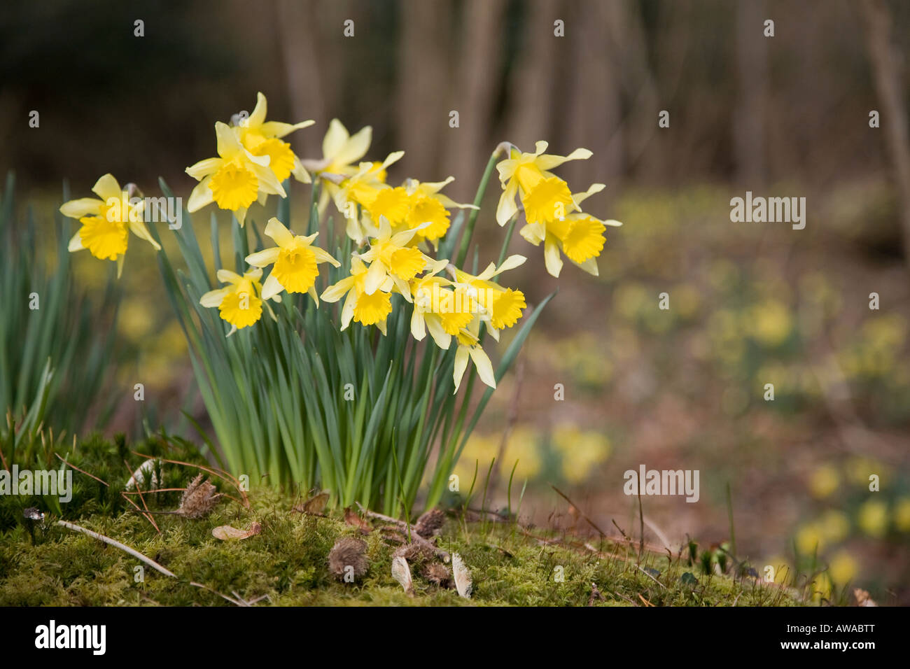 Wilde Narzissen in einem Dorset-Holz Stockfoto