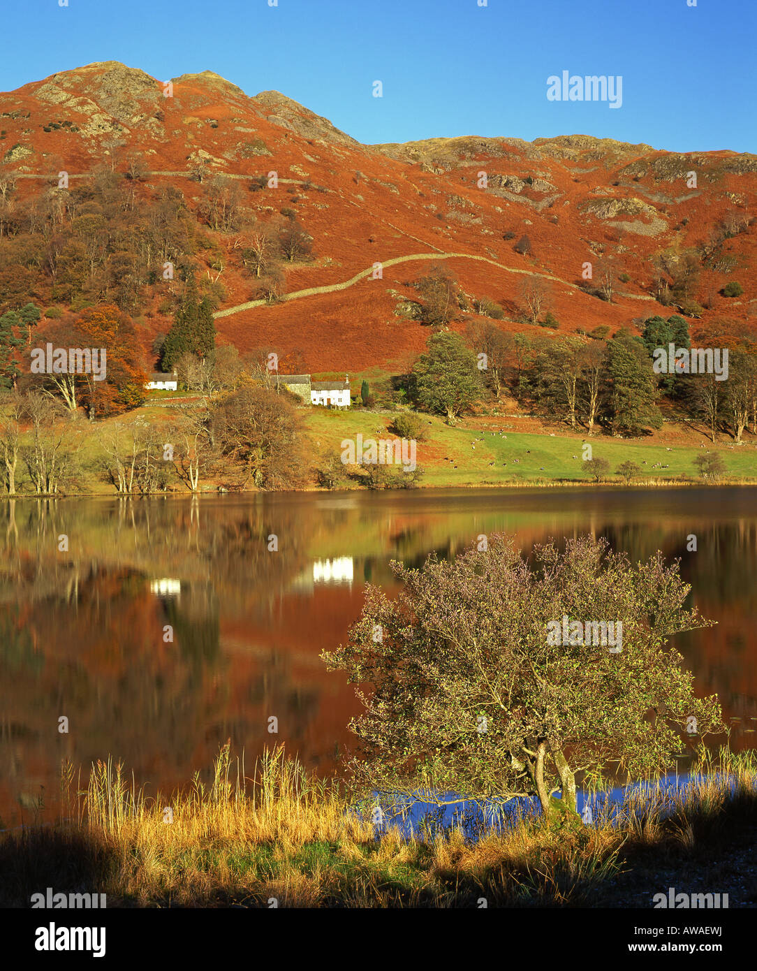 Herbst am Loughrigg Tarn, in der Nähe von Grasmere, Nationalpark Lake District, Cumbria, England, UK Stockfoto