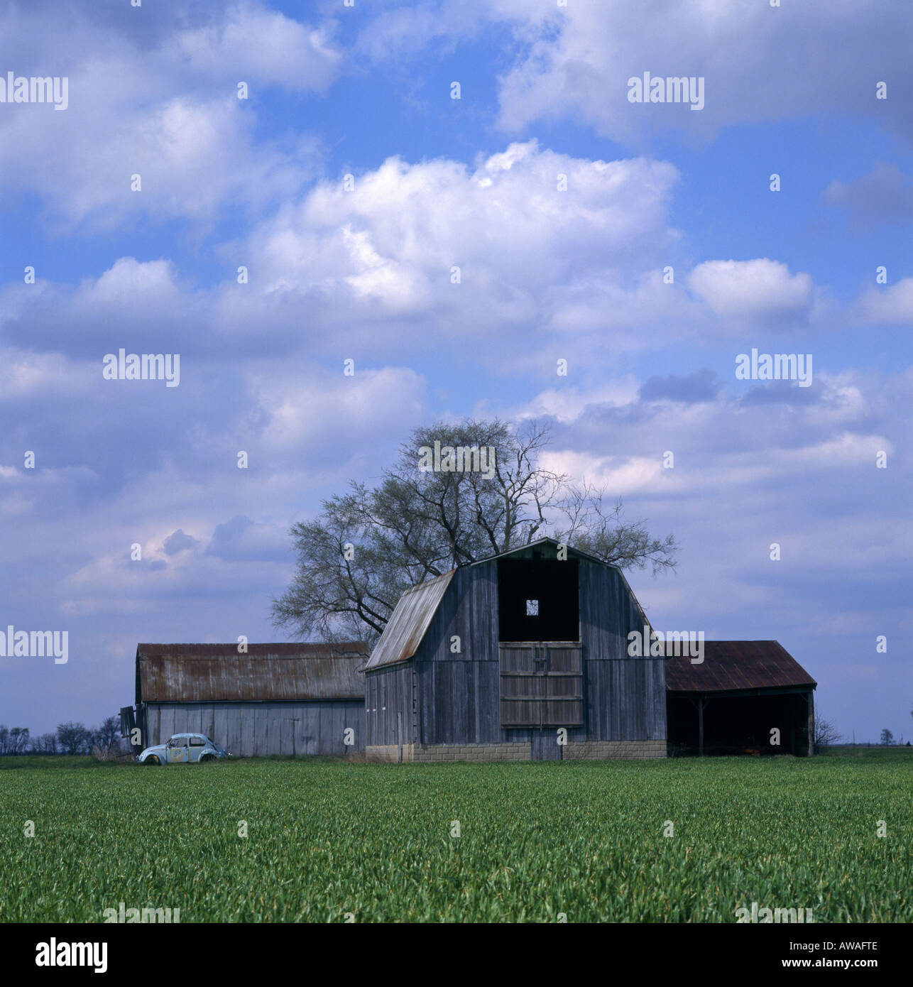 WINTERWEIZEN IN MINIMALE BODENBEARBEITUNG FRÜHEN STADIUM SOUTHERN ILLINOIS GEBOHRT Stockfoto