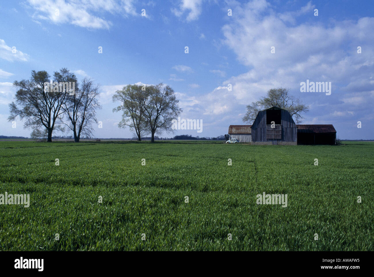 WINTERWEIZEN IN MINIMALE BODENBEARBEITUNG FRÜHEN STADIUM SOUTHERN ILLINOIS GEBOHRT Stockfoto
