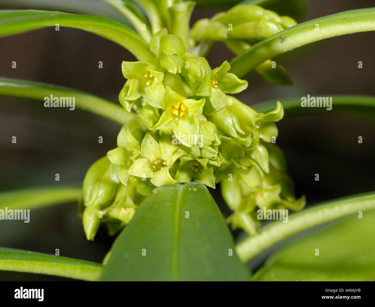 Wolfsmilch-Lorbeer, Daphne Laureola, Blumen im Februar Stockfoto