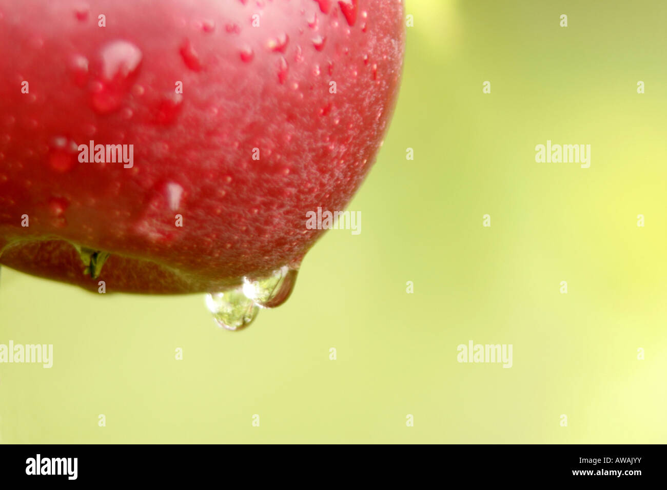 Ein Apfel auf einem Baum mit hängenden Tropfen Wasser nach einem Regen Sturm Stockfoto