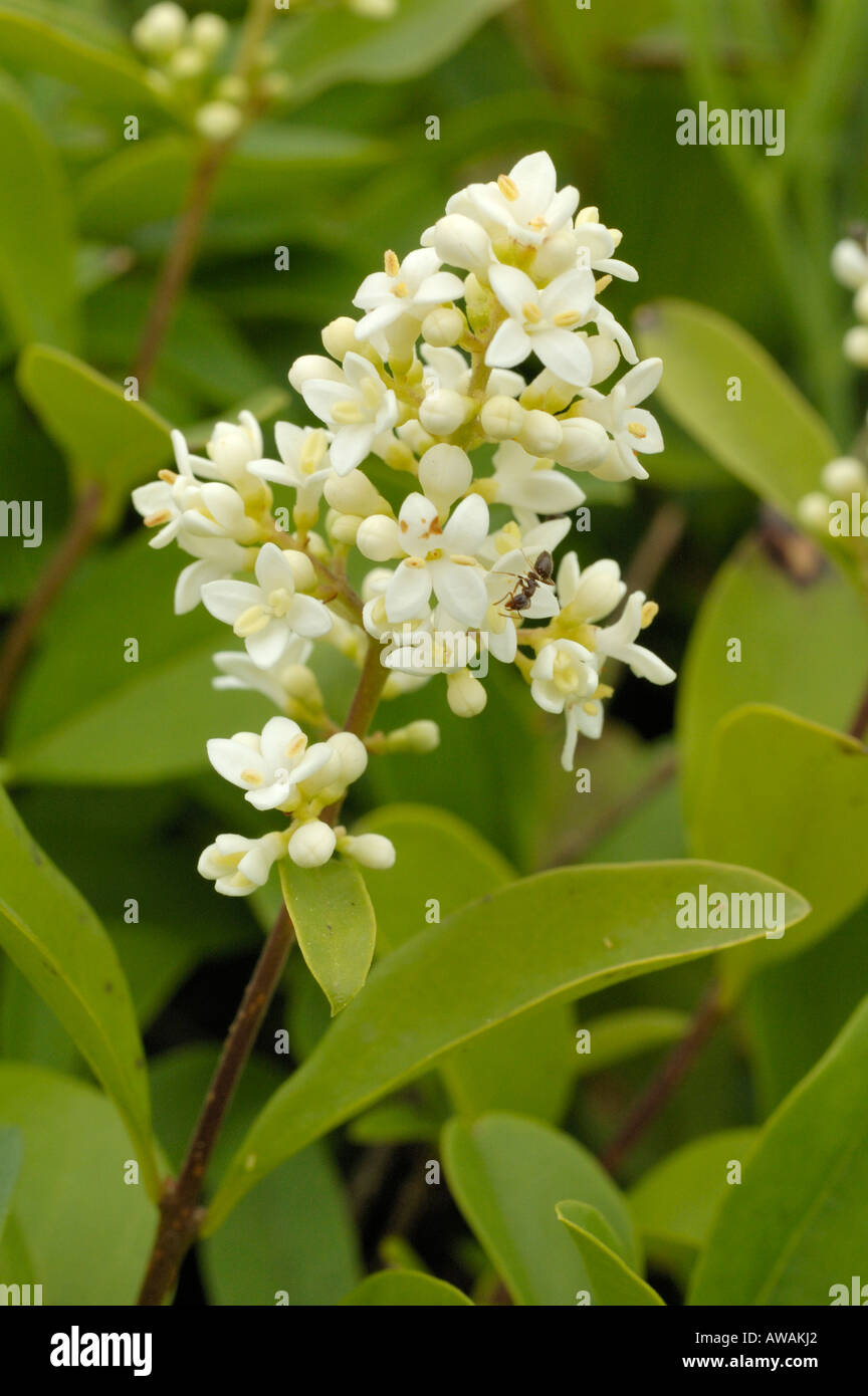 Wilde Blumen Liguster, Ligustrum vulgare Stockfoto