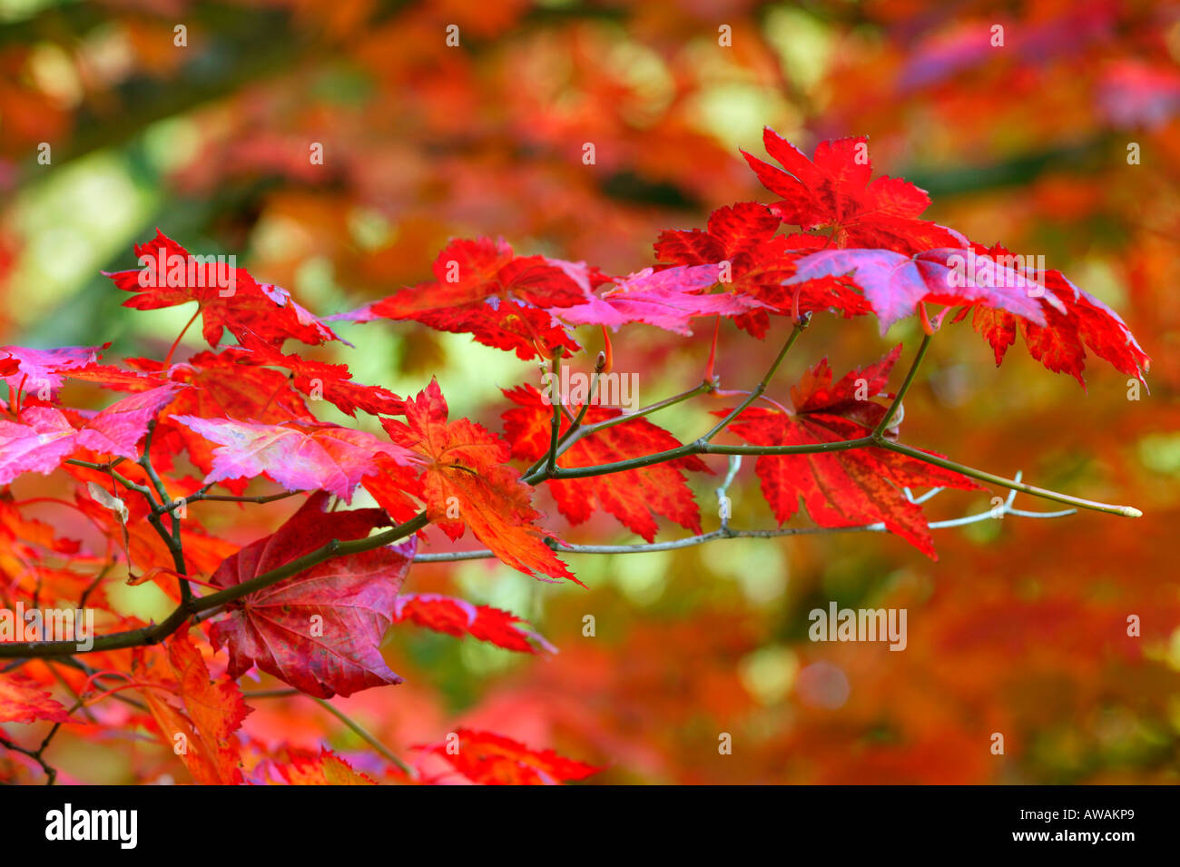 Herbstfärbung - Acer Japonicum Vitifolium (gemeinsame Name Vine-leaved Vollmond Ahorn. Rotes Laub im Oktober, Gloucestershire UK Stockfoto
