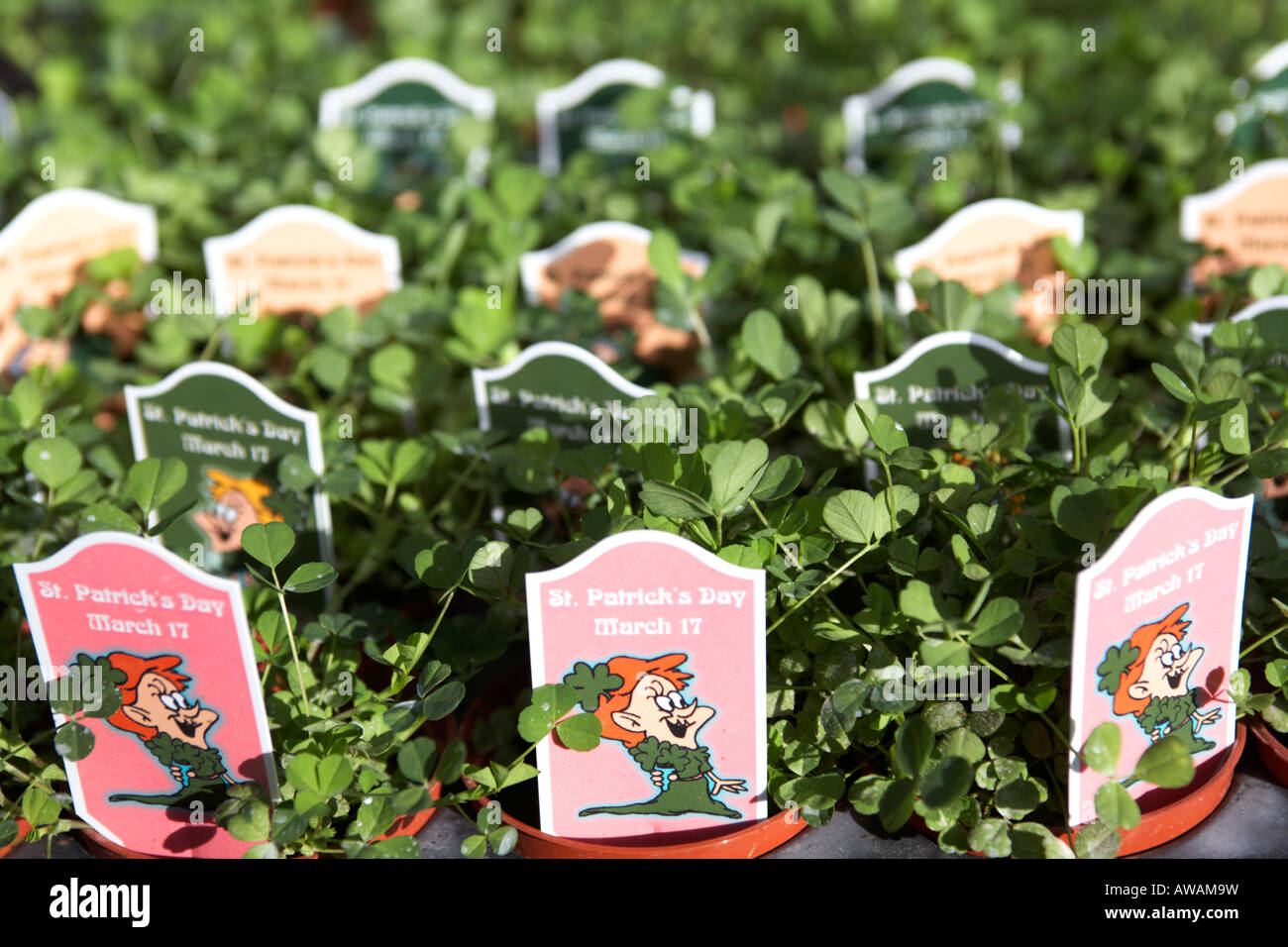 Schalen mit eingemachten Shamrock Pflanzen einschließlich St Patricks Tag im Zeichen hoop Hügel Baumschulen Grafschaft Armagh Nordirland Stockfoto