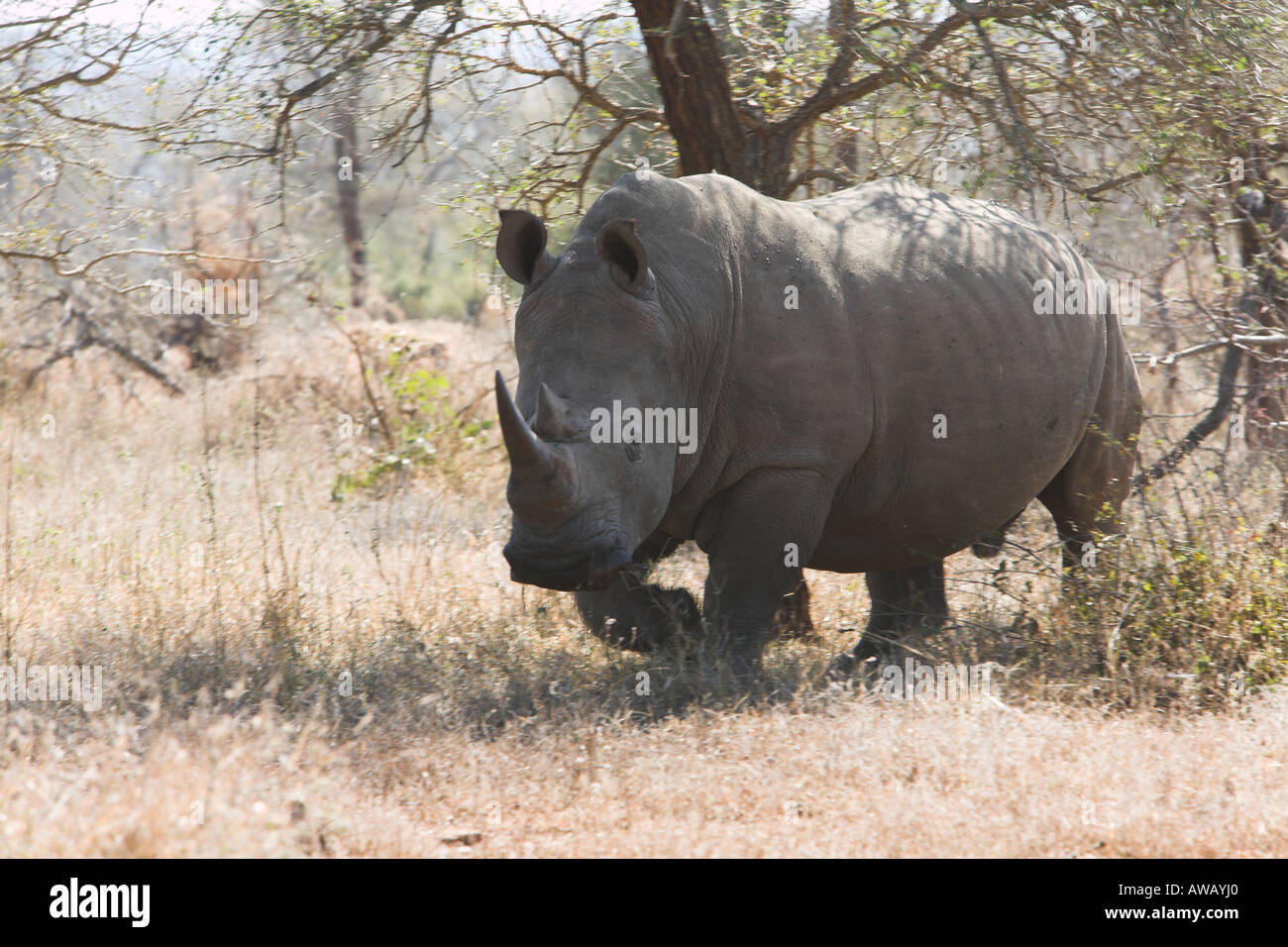 Weiße Nashörner (Rhinocerotidae)) Beweidung, Südafrika Stockfoto