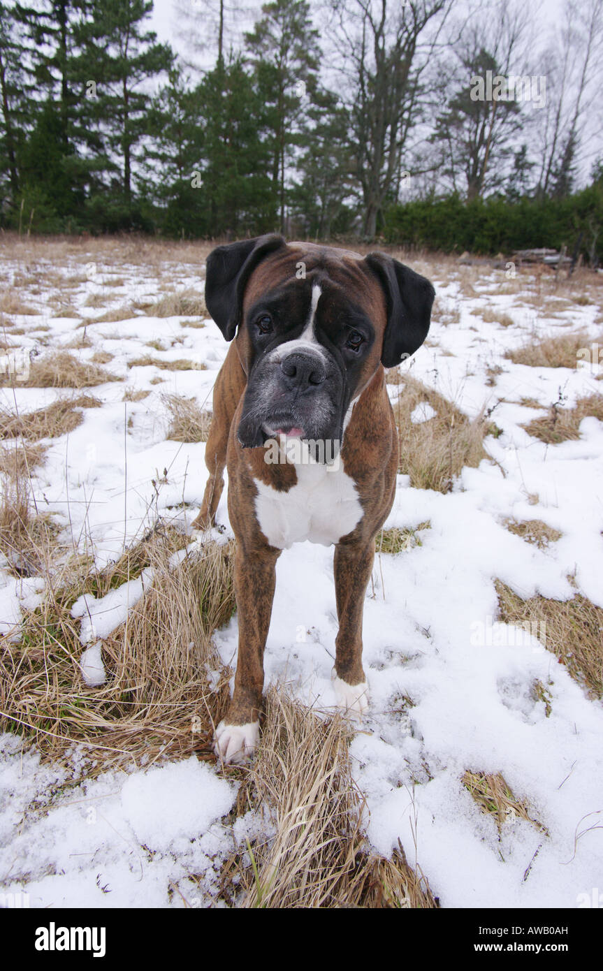 Boxer Stockfoto