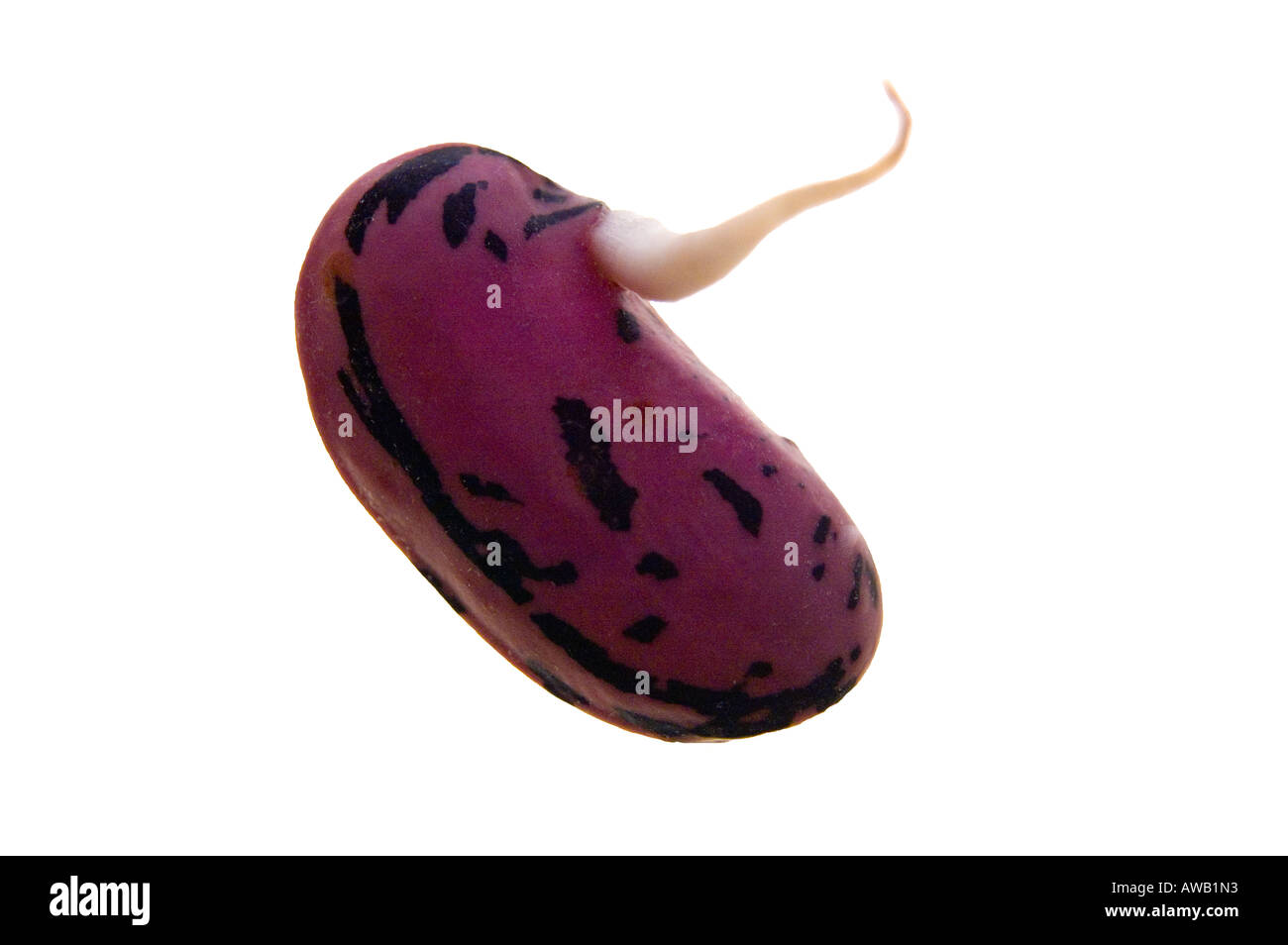 Runner Bean sprießen Stockfoto