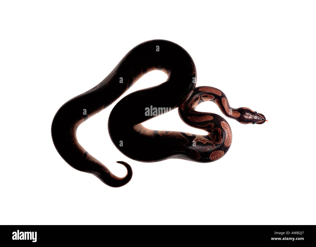 Eine aufgerollte Royal Python-Schlange. Stockfoto