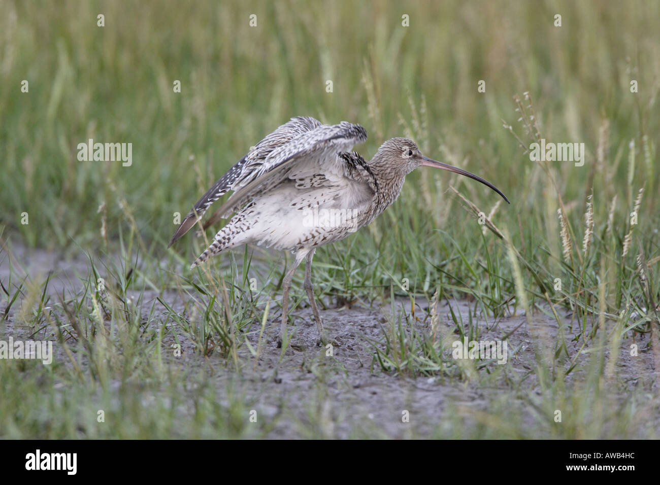 Eurasische Brachvogel stretching am Rastplatz an der Mündung des Flusses Severn Stockfoto