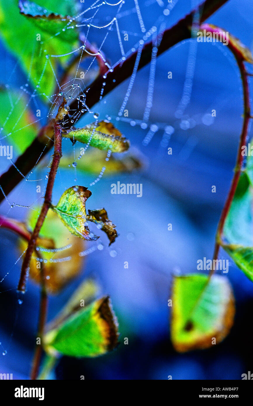 Spinnennetz mit Tautropfen Tropfen drauf.  Botanical Beach Provincial Park, BC Stockfoto
