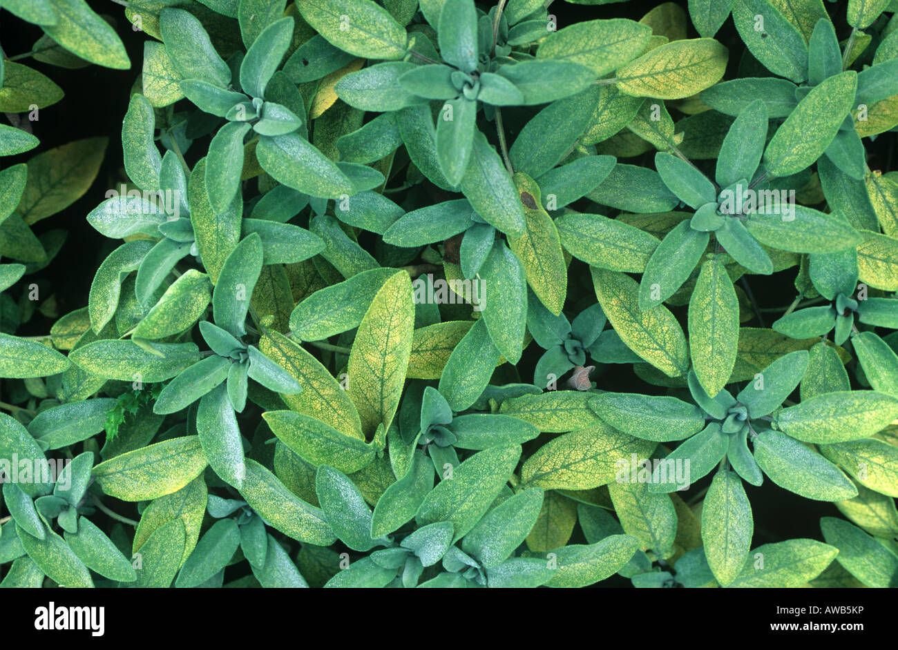 Chrysantheme Leafhopper Eupteryx aus Schäden an Salbei Blätter Stockfoto