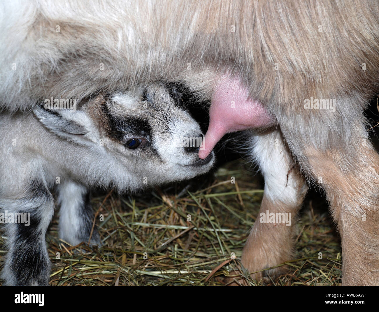 Ziege Baby Pflege seiner Mutter Stockfoto