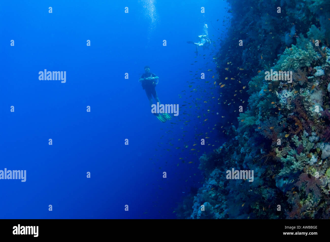 Chris schlau. Taucher in Mitte Wasser schweben mit tiefen blauen Meer und dem Korallenriff entspannen. Stockfoto