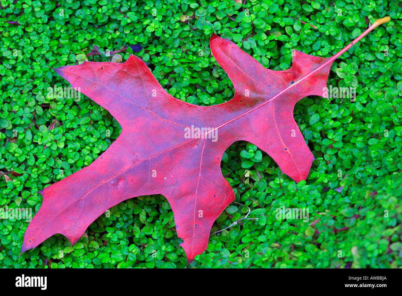 Rosa Eiche Quercus Palustris leaf Stockfoto