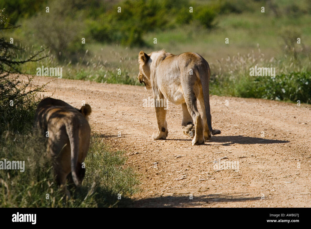 Afrikanische Löwen entlang der unbefestigten Straße Panthera leo Stockfoto