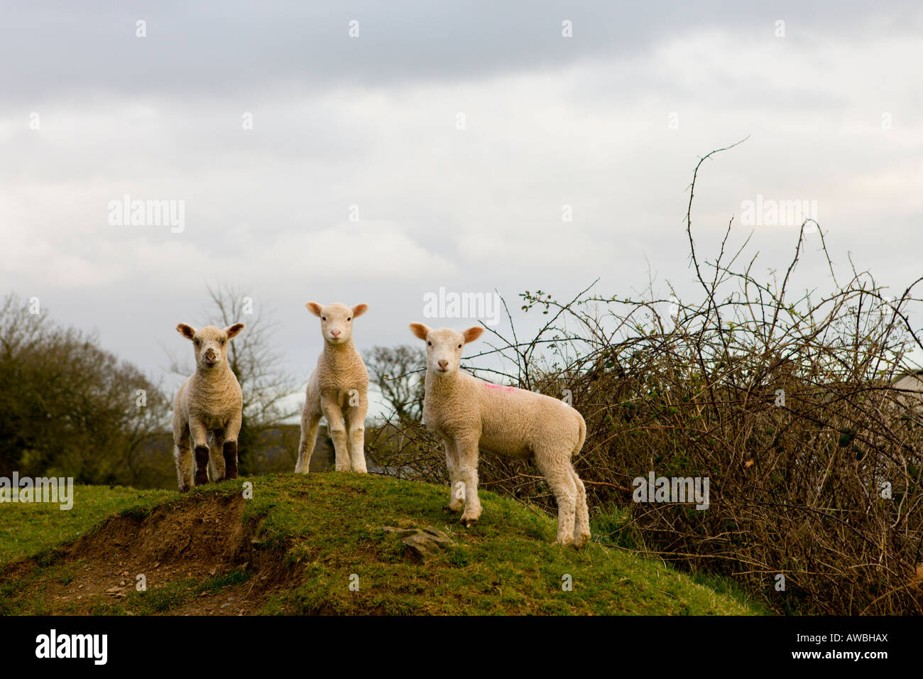 Neugierig Lämmer in der Devonshire-Landschaft Stockfoto