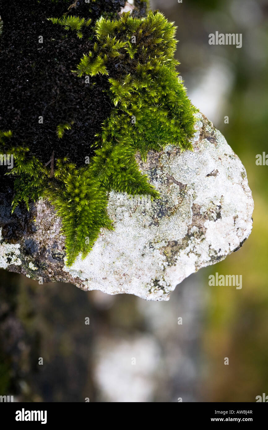 Moos auf Trockenmauer in Cumbria. VEREINIGTES KÖNIGREICH. Abstrakt Stockfoto