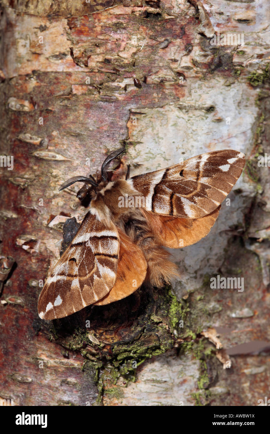 Öffnen Sie männliche Kentish Herrlichkeit Endromis Versicolora auf Birke mit Flügeln Stockfoto