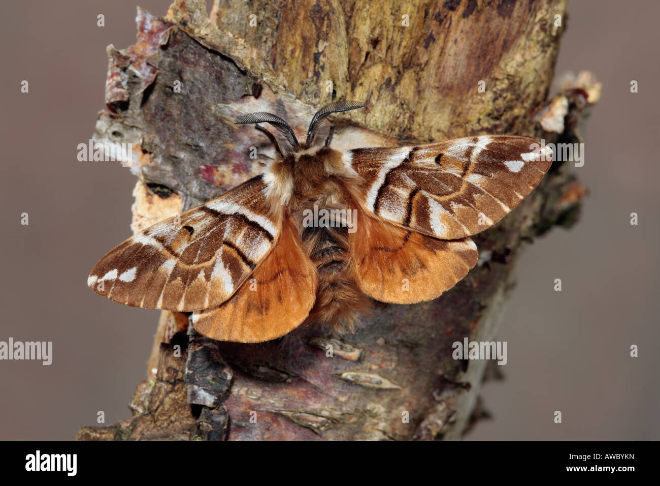Öffnen Sie männliche Kentish Herrlichkeit Endromis Versicolora Motte auf Birke mit Flügeln Stockfoto