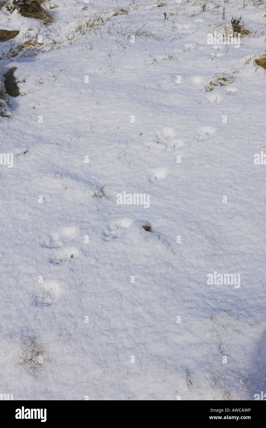 Berg Hase Lepus Timidus Fußspuren im Schnee in Cairngorm Mountains, Schottland im März. Stockfoto