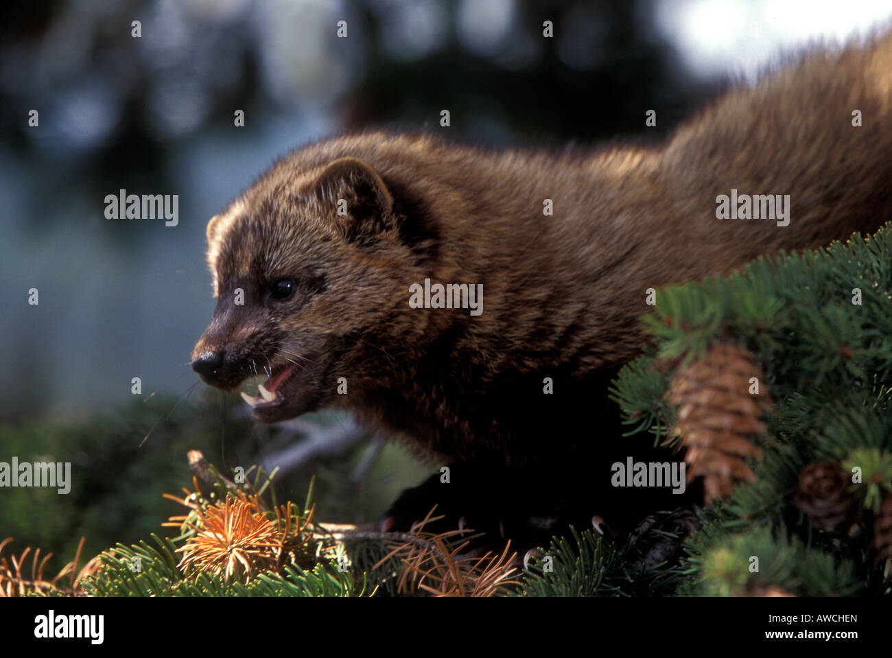 MF2-88, VORSATZ FISHER AUF AST, Stockfoto