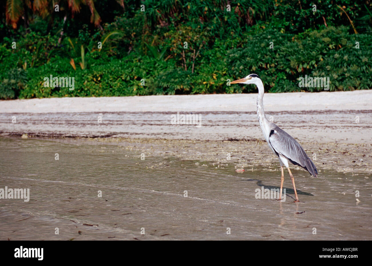 Graureiher in der Nähe von Malediven Insel Ardea Cinerea Malediven Indischer Ozean Meemu Atoll Stockfoto