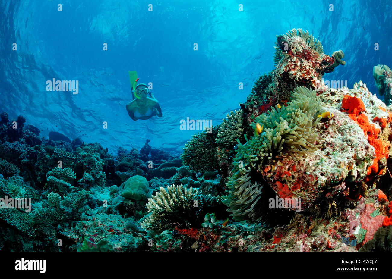 Über Coral Reef Maldives indischen Ozean Ari Atoll Schnorcheln Stockfoto