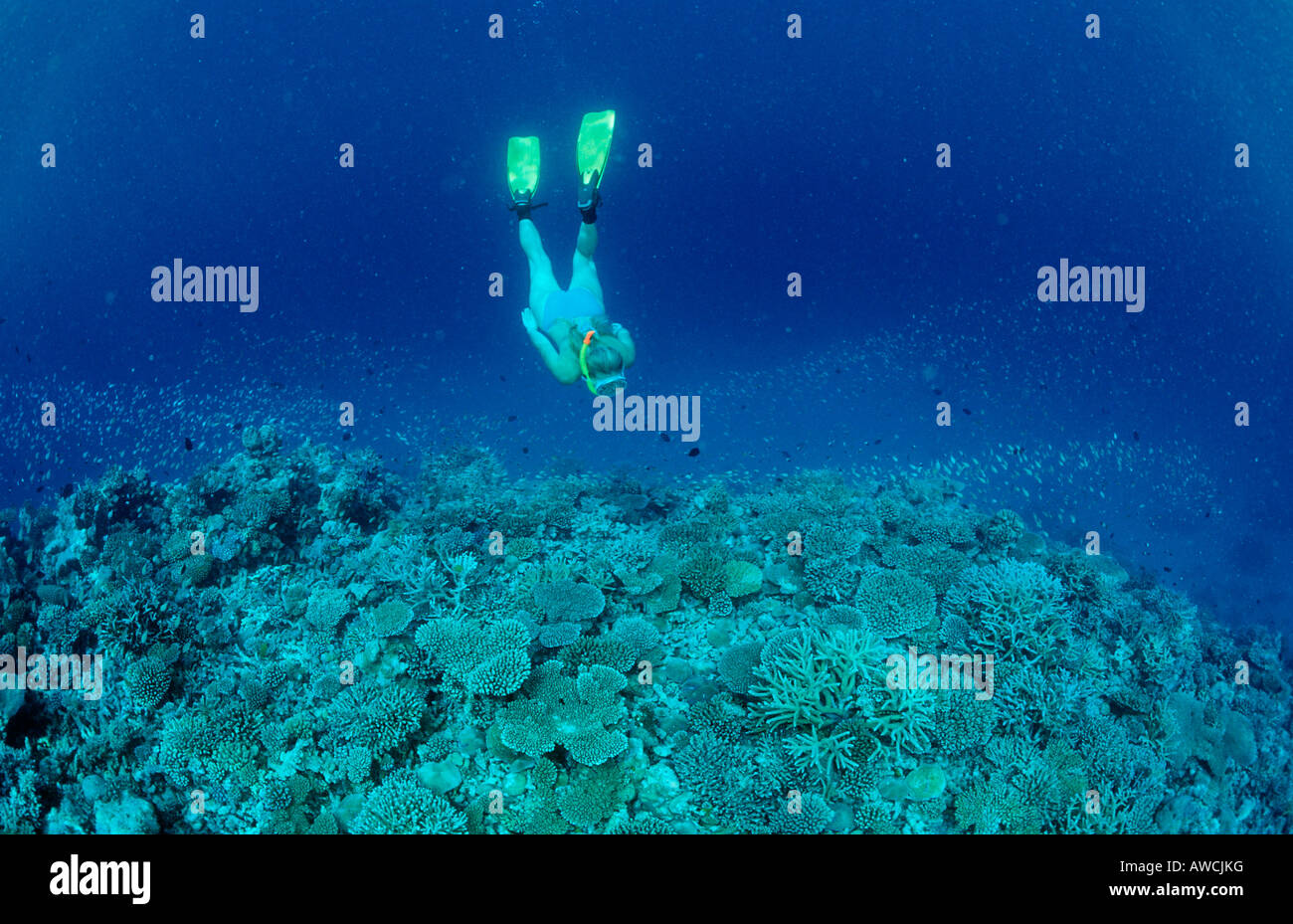 Über Coral Reef Maldives indischen Ozean Felidu Atoll Schnorcheln Stockfoto