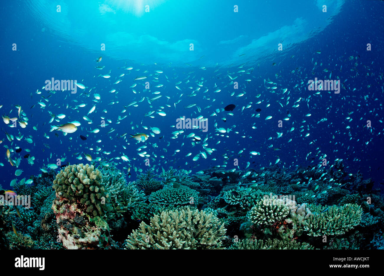 Am Korallenriff Chromis Chromis spec Malediven Indischer Ozean Meemu Atoll Stockfoto