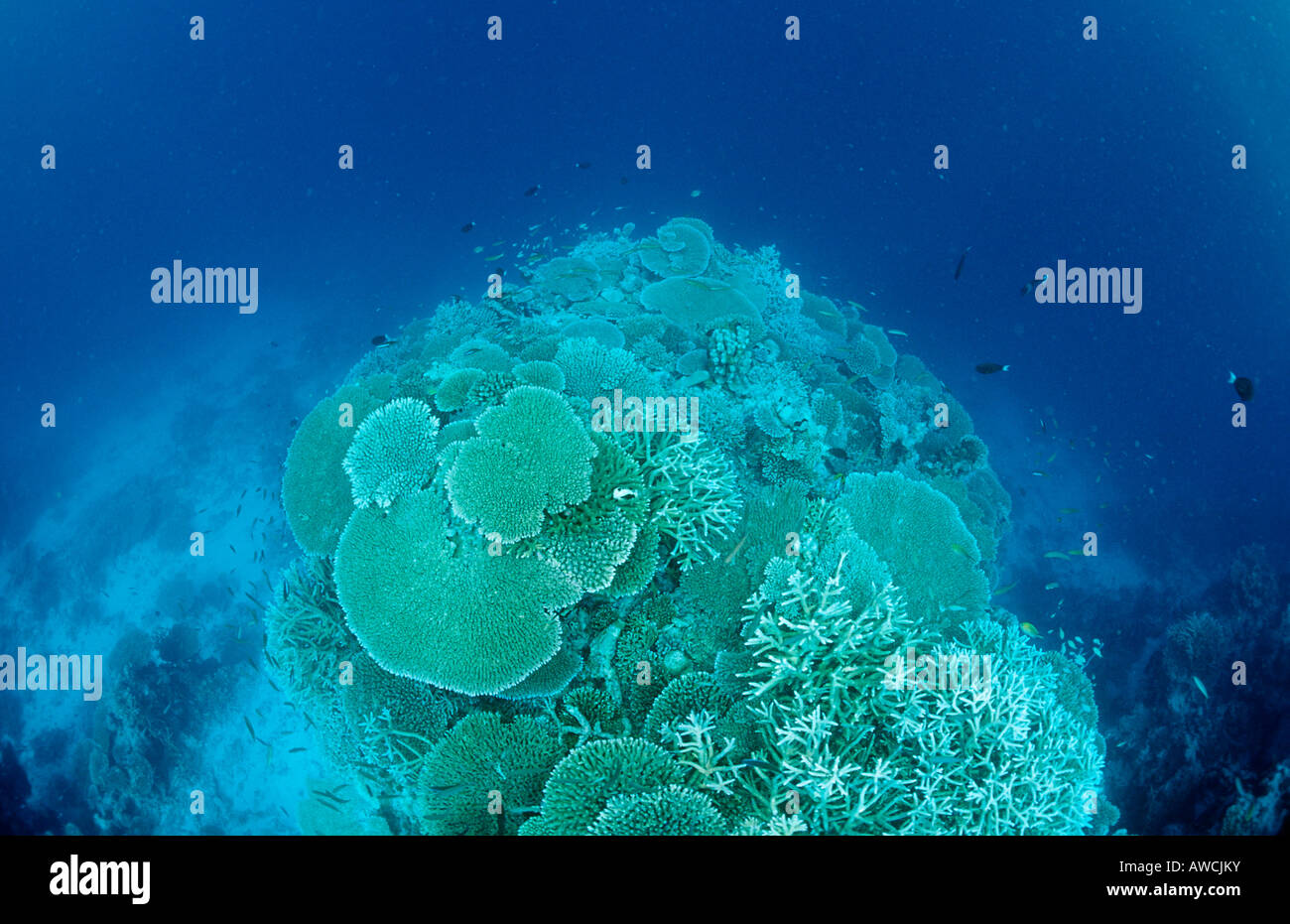 Korallenriff mit Hartkorallen Malediven Indischer Ozean Felidu Atoll Stockfoto