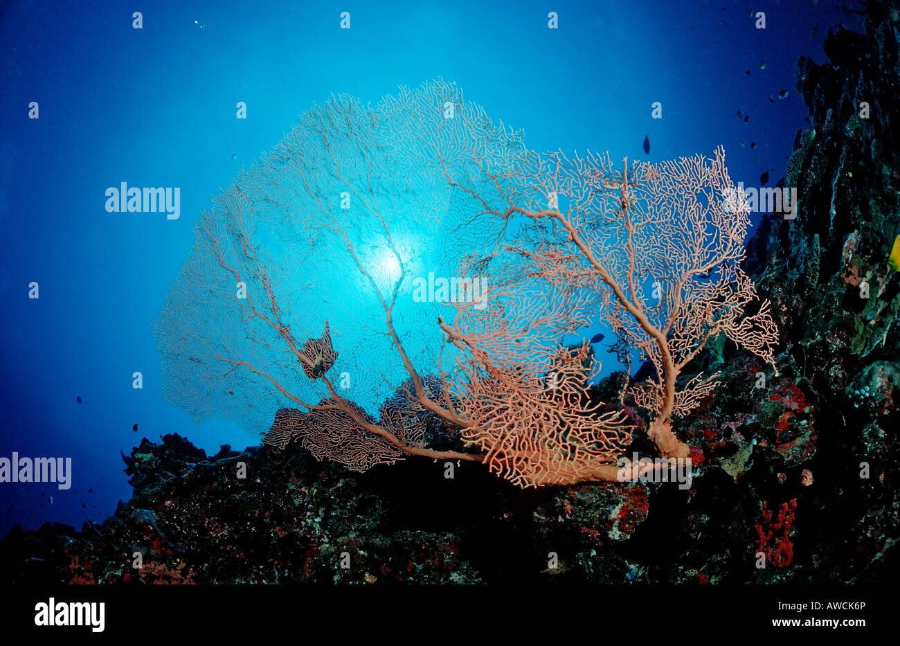 Gorgonien am Korallenriff Subergorgia sp Malediven Indischer Ozean Meemu Atoll Stockfoto
