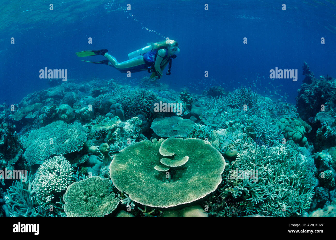 Taucher eine harte Korallenriff Malediven Indischer Ozean Nord Male Atoll Stockfoto