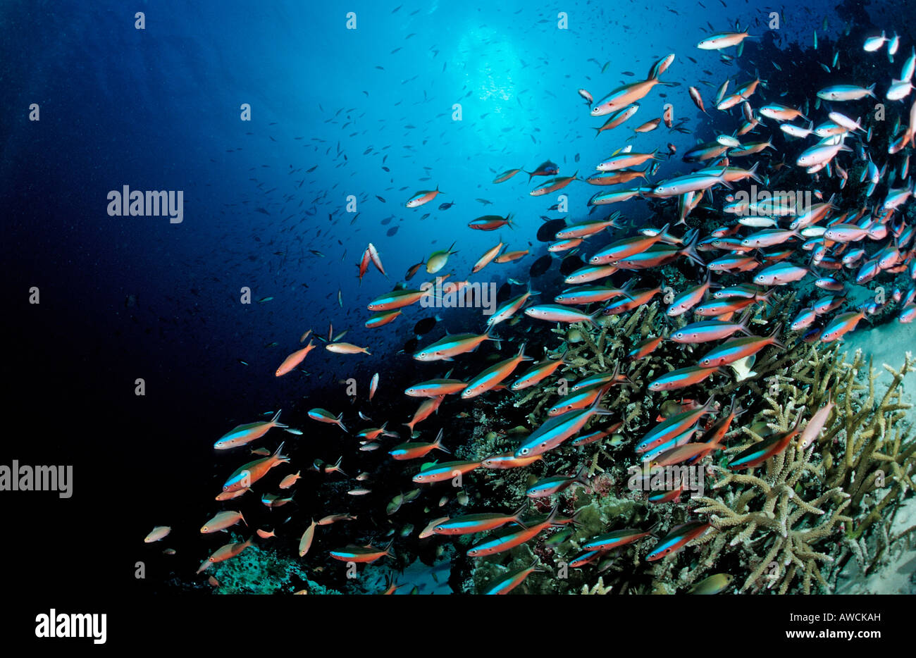 Schulzeit Neon Füsiliere am Korallenriff Pterocaesio Fliese Malediven Indischer Ozean Meemu Atoll Stockfoto