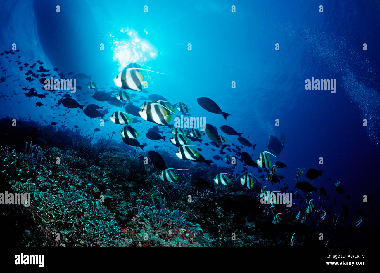 Korallenriff und Wimpel Bannerfishes Heniochus Diphreutes Malediven Indischer Ozean Felidu Atoll Stockfoto