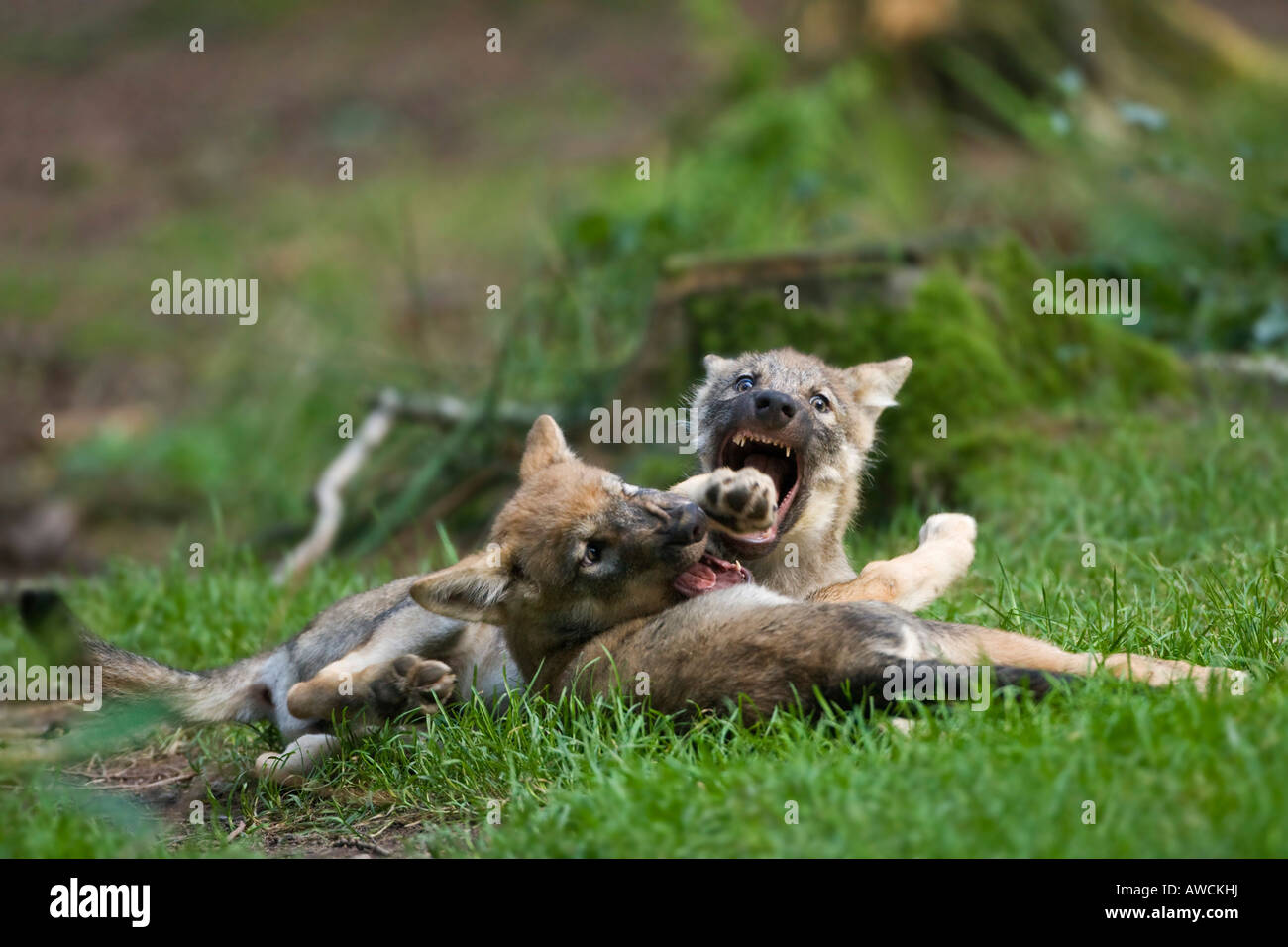 Europäischer Wolf (Canis Lupus Lupus) Welpen, Welpen spielen Stockfoto