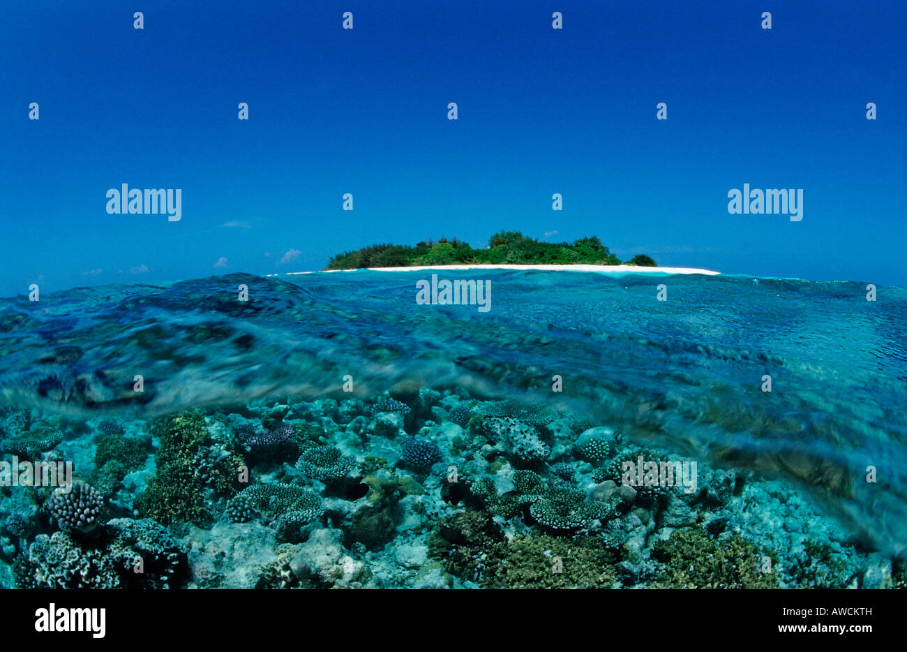 Korallen in der Nähe von Malediven Insel Malediven Indischer Ozean Meemu Atoll Stockfoto