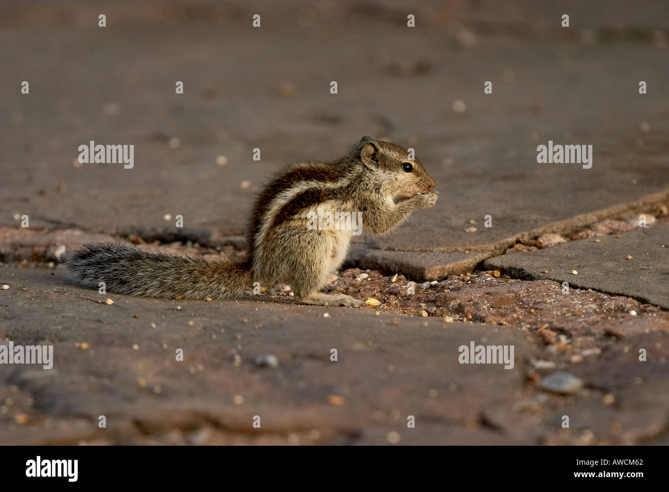 Fünf gestreifte Eichhörnchen essen Nüsse Nahargarh Jaipur Rajasthan Indien Stockfoto