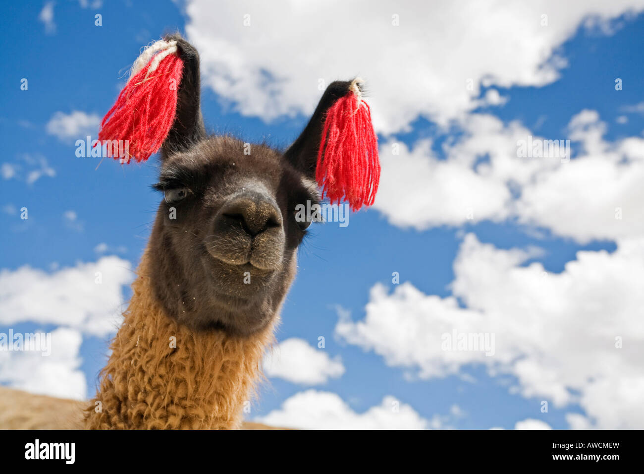 Lama glama wolle Fotos und Bildmaterial in hoher Auflösung Alamy