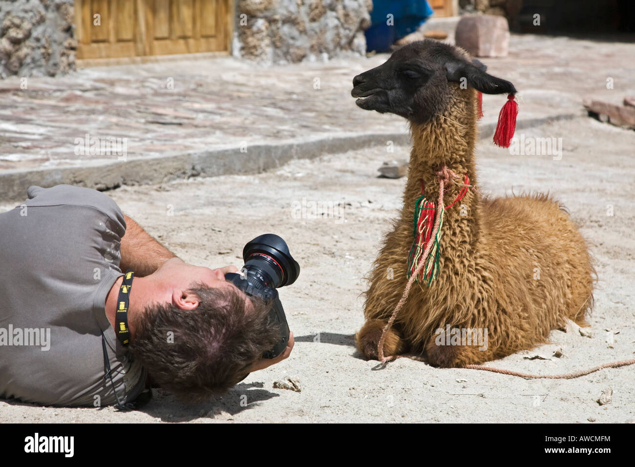 Fotograf fotografiert von einem Lama (Lama Glama), Altiplano, Bolivien, Südamerika Stockfoto