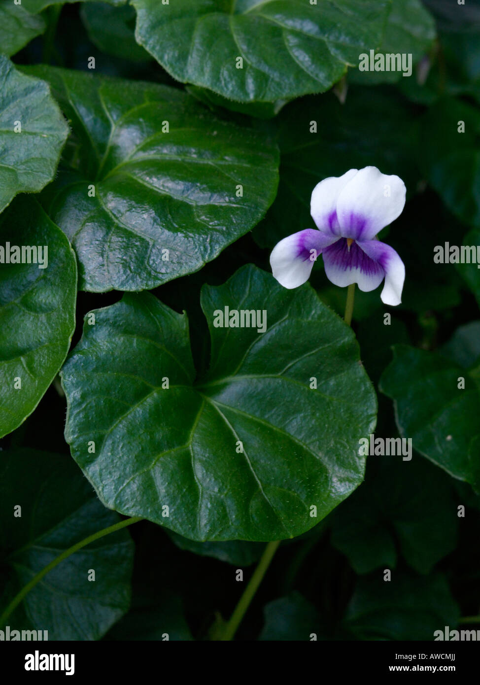 Australische Veilchen (Viola hederacea) Stockfoto