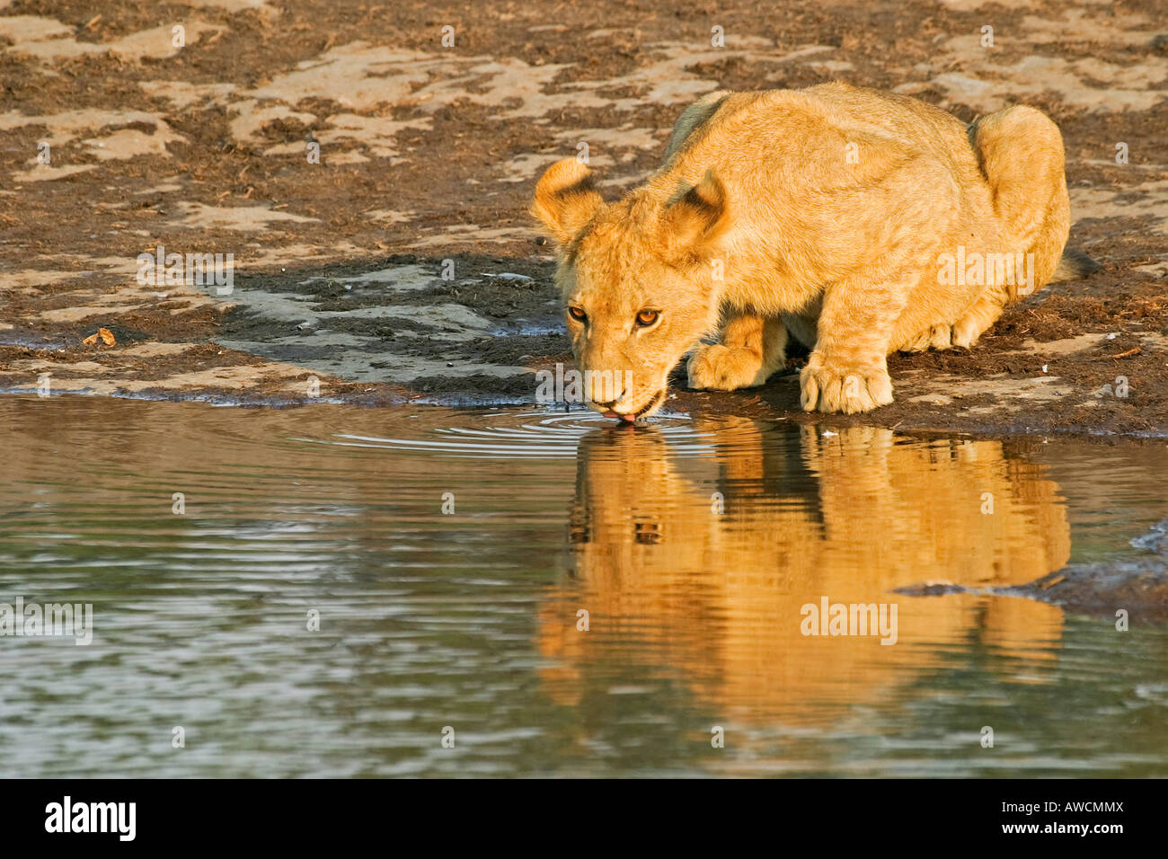 Lion Cup (Panthera Leo) ist Pott an einer Wasserstelle, Savuti, Chobe Nationalpark, Botswana, Afrika Stockfoto