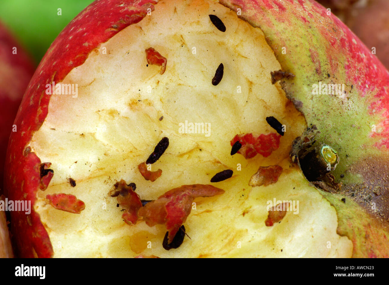 Ein Apfel, der teilweise durch eine Waldmaus Fäkalien der Maus und ihre Zahnabdrücke gegessen hat sehen Sie auf den Apfel Stockfoto